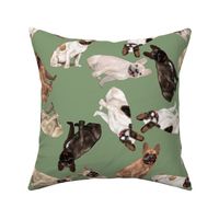 Assorted French Bulldogs Tumbling on Sage Green