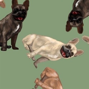 Assorted French Bulldogs Tumbling on Sage Green