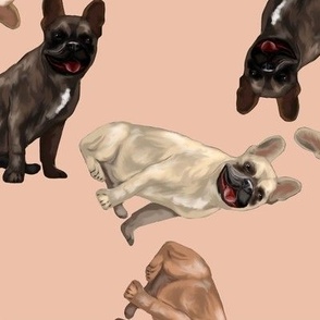 Assorted French Bulldogs Tumbling on Blush Pink