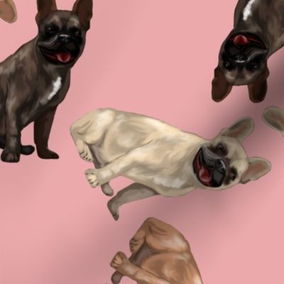 Assorted French Bulldogs Tumbling on Baby Pink