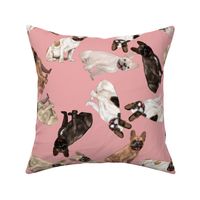 Assorted French Bulldogs Tumbling on Baby Pink