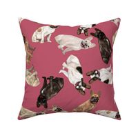 Assorted French Bulldogs Tumbling on Raspberry Pink