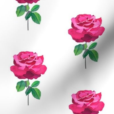 Rose Essence II 2012