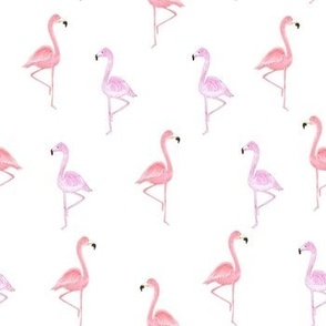 Two color flamingos on white