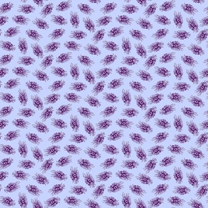 daisy purple