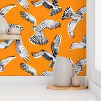 Birds Of Prey orange