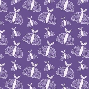White moths on purple background