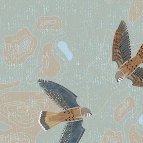 American Kestral on Topographic Map for Wallpaper