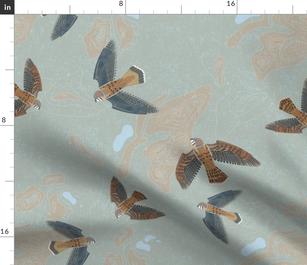 American Kestral on Topographic Map for Wallpaper