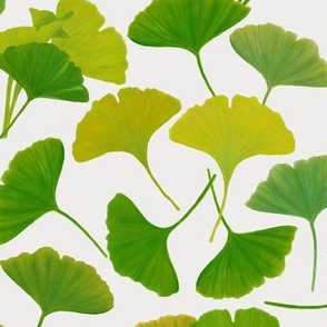 Ginkgo leaves in the spring