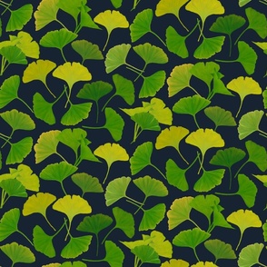 Ginkgo leaves in spring