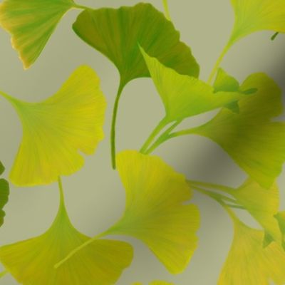 Yellow Ginkgo leaves