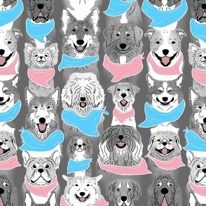 Large Dog pride in pink and blue bandanas