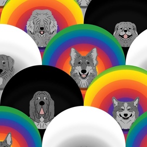 Large Dog pride in rainbow chevron cones