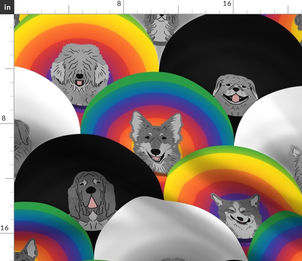 Large Dog pride in rainbow chevron cones