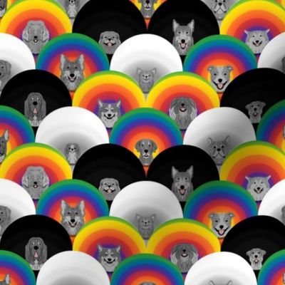 Small Dog pride in rainbow chevron cones