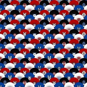 Small Dog pride in red white blue scattered cones