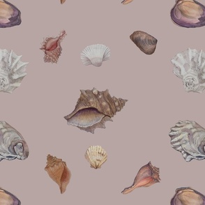 Seashells on neutral background