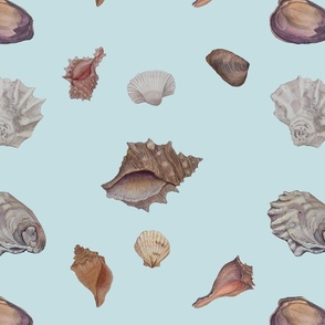 Seashells on pale blue