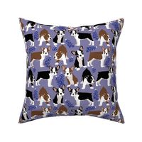 medium size // Puppy Boston Terrier and Bluebonnet flowers with lavender background