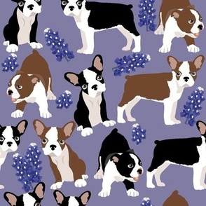medium size // Puppy Boston Terrier and Bluebonnet flowers with lavender background