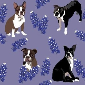 medium size // Texas bluebonnet flowers and Boston Terrier dogs