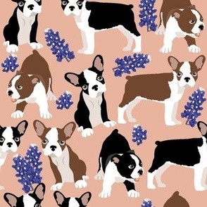 medium size // Puppy Boston Terrier and Bluebonnet flowers with peach background