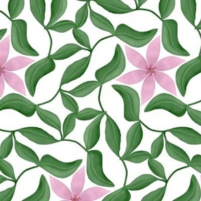 Pink Starflower Vines on White