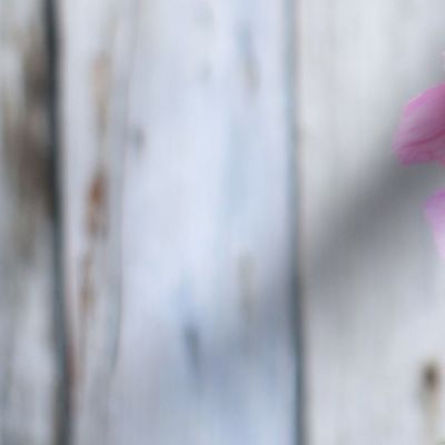 French Country Flowers