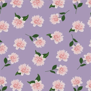 Pink Peonies with Lavender Backgound