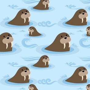 Swimming Cute Walruses