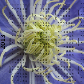 2013 Calendar -Flowers - Blue & White Spider Chrysanthemums