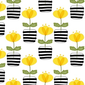 Yellow Buttercup Flowers in Black and White Stripe Pots on White Large