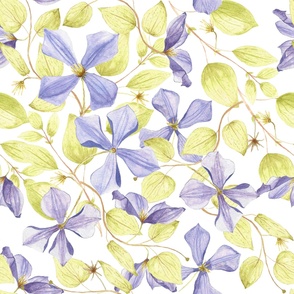 ranuncolaceae family: clematis on white background- large size