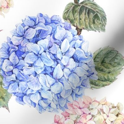 Blue and white hydrangea, watercolor botanica