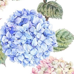Blue and white hydrangea, watercolor botanica