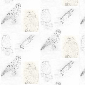 Birds of Prey sketches
