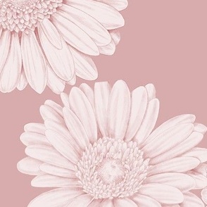 Gerbera - pink