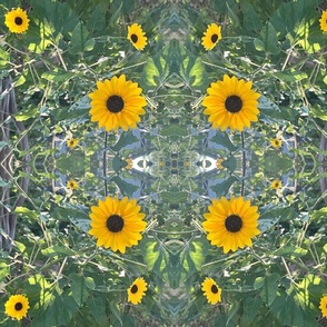 sunflower3