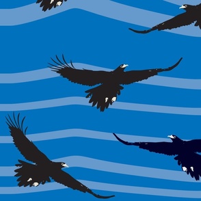 Australian Wedge Tail Eagles - Native Bird - Black and Blue