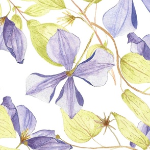 ranunculaceae family: clematis on white background- large size-hand painted