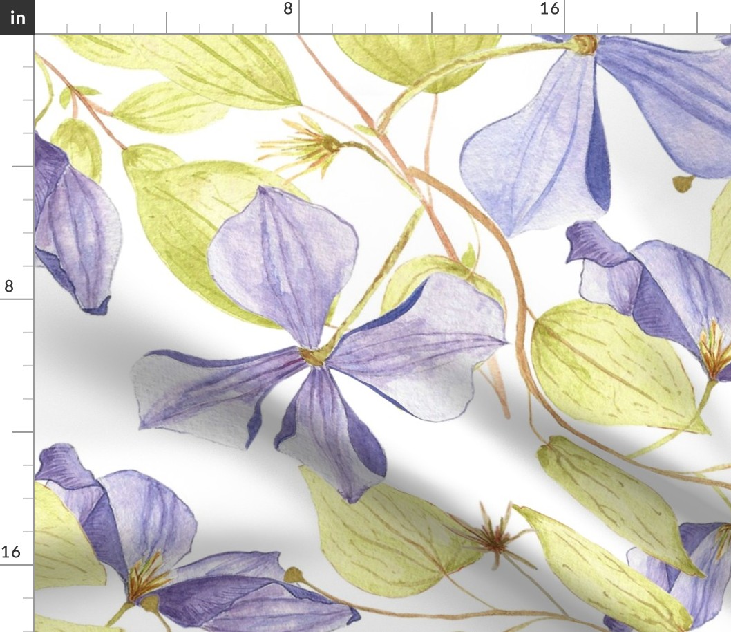 ranunculaceae family: clematis on white background- large size-hand painted