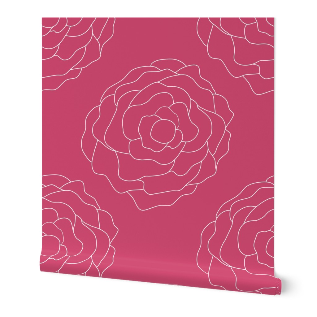 Coming Up Roses: White Rose on Dark Pink