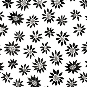 asters_daisies_black_white