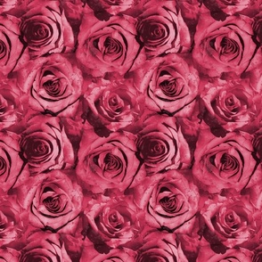 viva magenta rose 8in