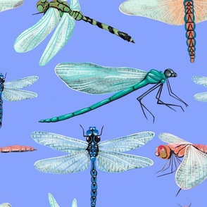 Dragonfly lover - - hand painted dragonflies on blue background 