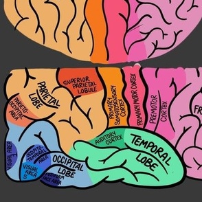 Brain Anatomy Hat