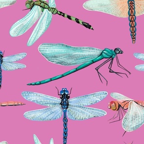 Dragonfly lover - hand painted dragonflies on pink background 