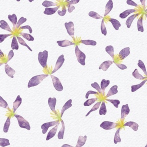 clematis venosa violacea - purple floral wallpaper