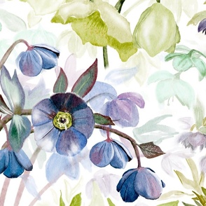 Hellebore Flowers From Buttercup Family